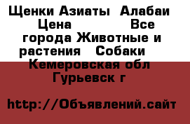 Щенки Азиаты (Алабаи) › Цена ­ 20 000 - Все города Животные и растения » Собаки   . Кемеровская обл.,Гурьевск г.